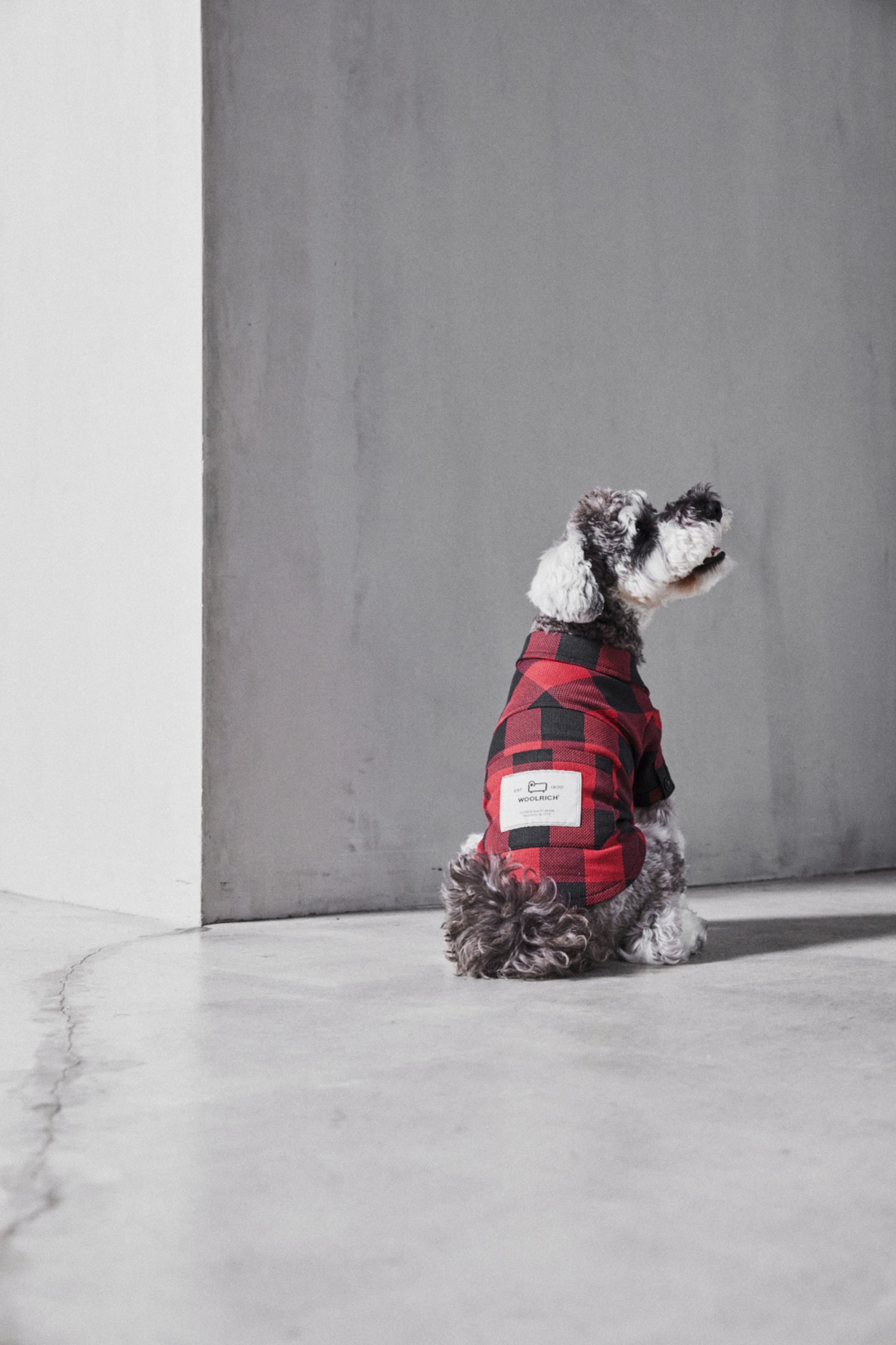 DOG BUFFALO FLANNEL SHIRT