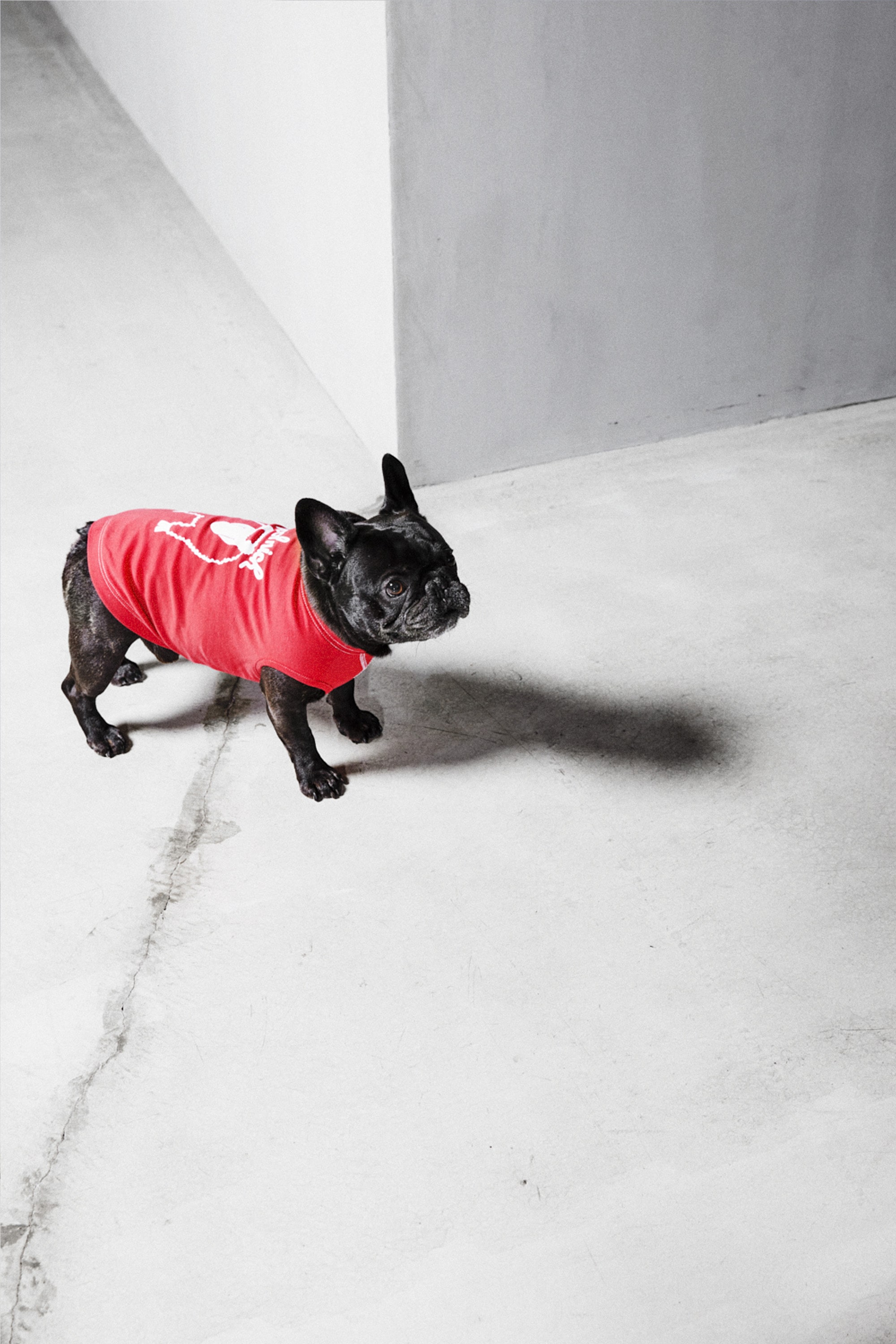 DOG GRAPHIC TEE