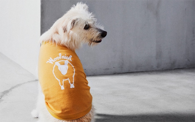 DOG COLLECTION
